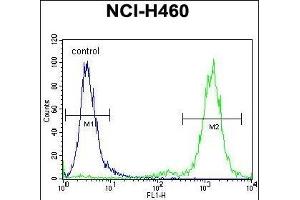 ZSCAN5B Antibody (C-term) (ABIN655366 and ABIN2844923) flow cytometric analysis of NCI- cells (right histogram) compared to a negative control cell (left histogram). (ZSCAN5B antibody  (C-Term))