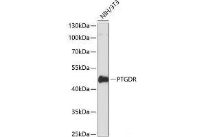 Western blot analysis of extracts of NIH/3T3 cells using PTGDR Polyclonal Antibody at dilution of 1:3000.