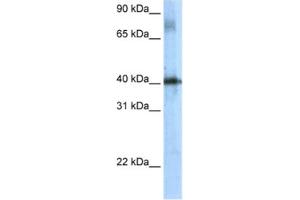 Western Blotting (WB) image for anti-TSC22 Domain Family, Member 4 (TSC22D4) antibody (ABIN2461507) (TSC22D4 antibody)