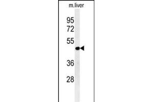 DDI2 Antikörper  (AA 167-196)