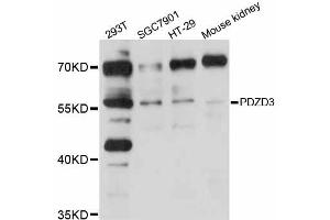 Western blot analysis of extracts of various cell lines, using PDZD3 antibody (ABIN5998488) at 1/1000 dilution.