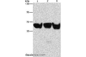 Western blot analysis of 293T, PC3 and hela cell, using ADRA1B Polyclonal Antibody at dilution of 1:500