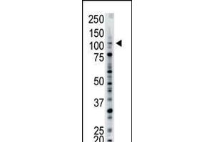 Antibody is used in Western blot to detect USP15 in mouse brain tissue lysate.