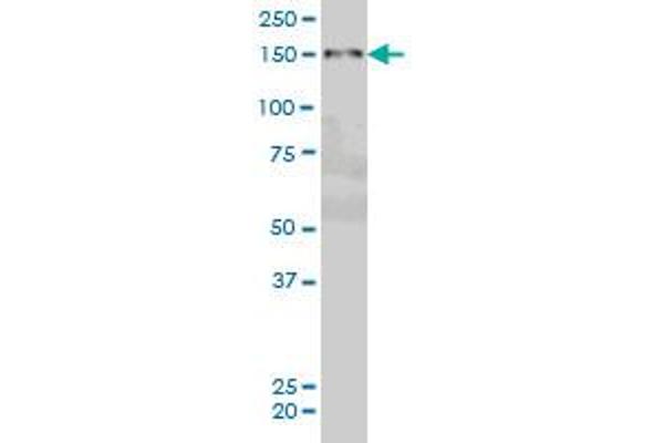 ZMYND8 antibody  (AA 601-698)