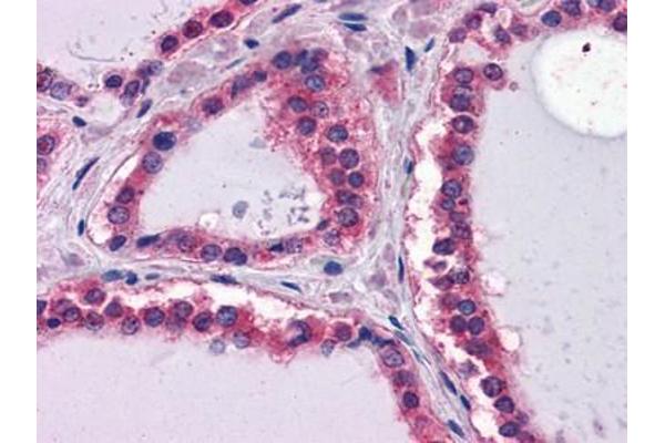 Laminin antibody  (AA 31-270)