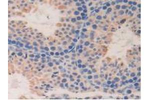 IHC-P analysis of Mouse Testis Tissue, with DAB staining. (DDT antibody  (AA 2-118))