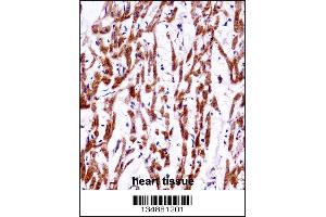TMM85 Antibody immunohistochemistry analysis in formalin fixed and paraffin embedded human heart tissue followed by peroxidase conjugation of the secondary antibody and DAB staining. (EMC4 antibody  (N-Term))