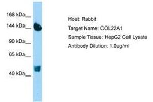 Image no. 1 for anti-Collagen, Type XXII, alpha 1 (COL22A1) (AA 254-303) antibody (ABIN6750171) (COL22A1 antibody  (AA 254-303))