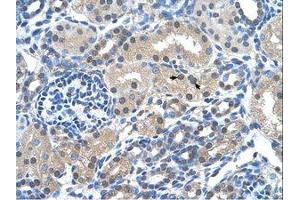Image no. 1 for anti-FK506 Binding Protein 6, 36kDa (FKBP6) (AA 151-200) antibody (ABIN203477) (FKBP6 antibody  (AA 151-200))