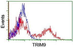 Image no. 3 for anti-Tripartite Motif Containing 9 (TRIM9) (AA 284-669) antibody (ABIN1491328) (TRIM9 antibody  (AA 284-669))