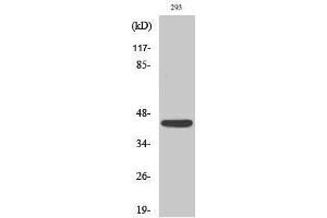 Western Blotting (WB) image for anti-Natural Cytotoxicity Triggering Receptor 1 (NCR1) (Internal Region) antibody (ABIN3176354) (NCR1 antibody  (Internal Region))
