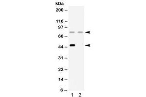 Western blot testing of 1) rat liver and 2) human HeLa lysate with Factor I antibody.