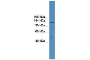 WB Suggested Anti-NLRP5 Antibody Titration: 0. (NLRP5 antibody  (N-Term))