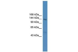 WB Suggested Anti-NLRP5 Antibody Titration: 0.