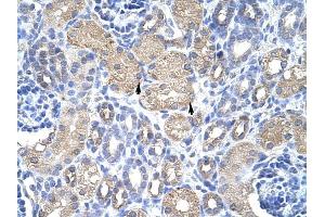 EIF3S4 antibody was used for immunohistochemistry at a concentration of 4-8 ug/ml to stain Epithelial cells of renal tubule (arrows) in Human Kidney.