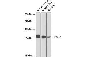 Western blot analysis of extracts of various cell lines, using BNIP1 Antibody (ABIN6127501, ABIN6137615, ABIN6137617 and ABIN6223088) at 1:1000 dilution.