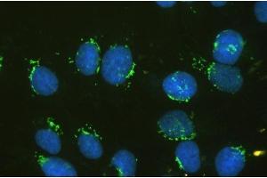 IF analysis of GM130 using anti-GM130 antibody (ABIN6719433). (Golgin A2 (GOLGA2) (AA 796-913) antibody)