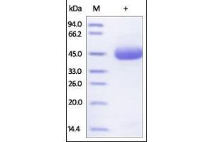 SDS-PAGE (SDS) image for Tumor Necrosis Factor Receptor Superfamily, Member 10b (TNFRSF10B) (AA 56-182) (Active) protein (Fc Tag) (ABIN2181868)