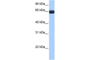 Western Blotting (WB) image for anti-rho GTPase Activating Protein 28 (ARHGAP28) antibody (ABIN2463610)