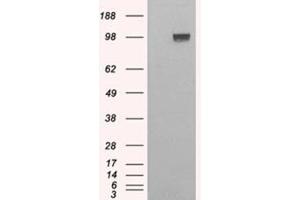 Image no. 1 for anti-Ectonucleotide Pyrophosphatase/phosphodiesterase 1 (ENPP1) (C-Term) antibody (ABIN374614)