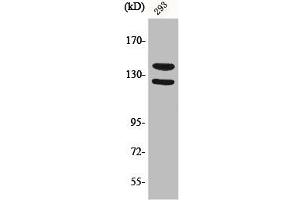 Western Blot analysis of 293 cells using Phospho-Flg (Y154) Polyclonal Antibody (FGFR1 antibody  (pTyr154))