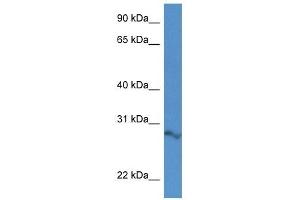 Western Blot showing 2610034B18Rik antibody used at a concentration of 1.