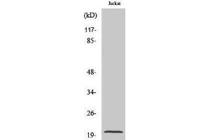 Western Blotting (WB) image for anti-Regulator of G-Protein Signaling 10 (RGS10) (Internal Region) antibody (ABIN3186748) (RGS10 antibody  (Internal Region))