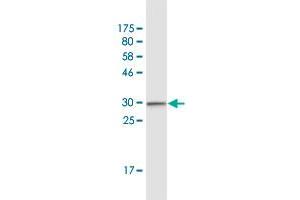 Western Blot detection against Immunogen (30. (CCR2 antibody  (AA 1-42))