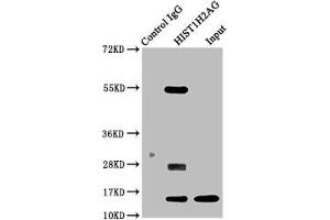 Immunoprecipitating HIST1H2AG in 293 whole cell lysate Lane 1: Rabbit control IgG instead of ABIN7139157 in 293 whole cell lysate. (HIST1H2AG antibody  (acLys13))