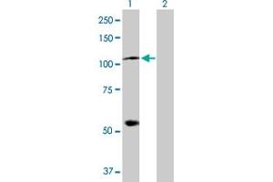 Western Blot analysis of HSPA4 expression in transfected 293T cell line by HSPA4 MaxPab polyclonal antibody. (HSPA4 antibody  (AA 1-840))