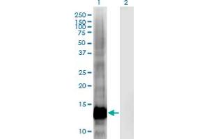 Western Blot analysis of CRIPT expression in transfected 293T cell line by CRIPT monoclonal antibody (M03), clone 4D7. (CRIPT antibody  (AA 1-101))