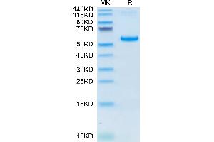 VSIG8 Protein (AA 22-263) (Fc Tag)