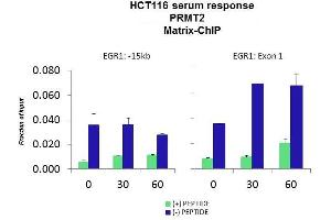 Quiescent human colon carcinoma HCT116 cultures were treated with 10% FBS for three time points (0, 15, 30min) or (0, 30, 60min) were used in Matrix-ChIP and real-time PCR assays at EGR1 gene (Exon1) and 15kb upstream site. (PRMT2 antibody  (N-Term))