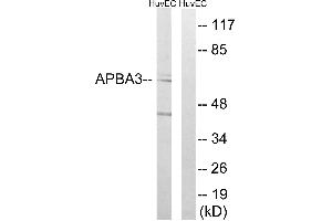 Western blot analysis of extracts from HUVEC cells, using APBA3 antibody. (APBA3 antibody)