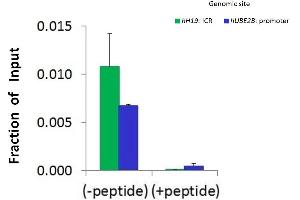 Chromatin Immunoprecipitation (ChIP) Using JMJD5 Antibody - middle region (ARP58120_P050) and HCT116 Cells (JMJD5 antibody  (Middle Region))