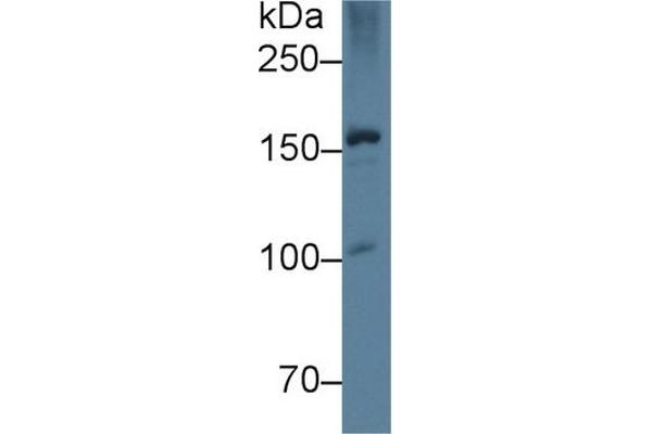 APOB antibody  (AA 2747-2913)