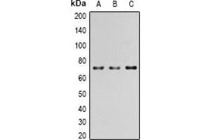 Western blot analysis of PAK4 (pS474) expression in HEK293T EGF-treated (A); Raw264. (PAK4 antibody  (pSer474))