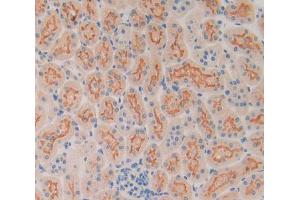 Used in DAB staining on fromalin fixed paraffin- embedded kidney tissue (SP100 antibody  (AA 116-333))