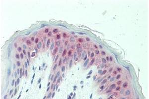 Human Skin: Formalin-Fixed, Paraffin-Embedded (FFPE) (GABPB1 antibody  (AA 302-351))