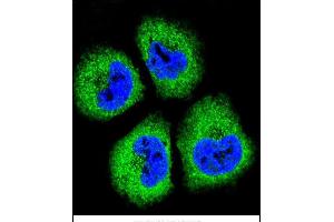 Confocal immunofluorescent analysis of GAS1 Antibody (N-term) (ABIN655812 and ABIN2845237) with NCI- cell followed by Alexa Fluor® 488-conjugated goat anti-rabbit lgG (green). (GAS1 antibody  (N-Term))