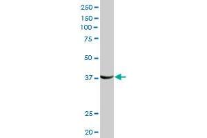 Western Blotting (WB) image for anti-Frizzled-Related Protein (FRZB) (AA 1-325) antibody (ABIN515819)