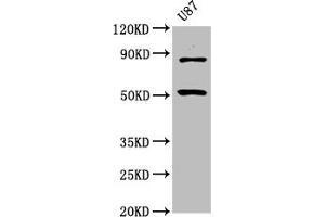 Western Blot Positive WB detected in: U87 whole cell lysate All lanes: BHLHE41 antibody at 6.