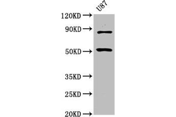 BHLHE41 anticorps  (AA 185-285)
