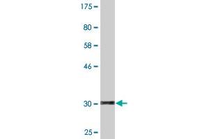 Western Blot detection against Immunogen (32. (HOXD4 antibody  (AA 1-62))