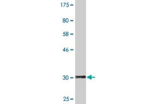 HOXD4 antibody  (AA 1-62)