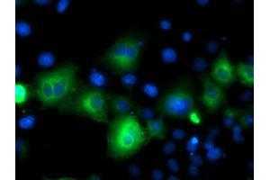 Anti-ATG3 mouse monoclonal antibody (ABIN2454770) immunofluorescent staining of COS7 cells transiently transfected by pCMV6-ENTRY ATG3 (RC203453). (ATG3 antibody)