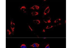 ATP5A1 antibody