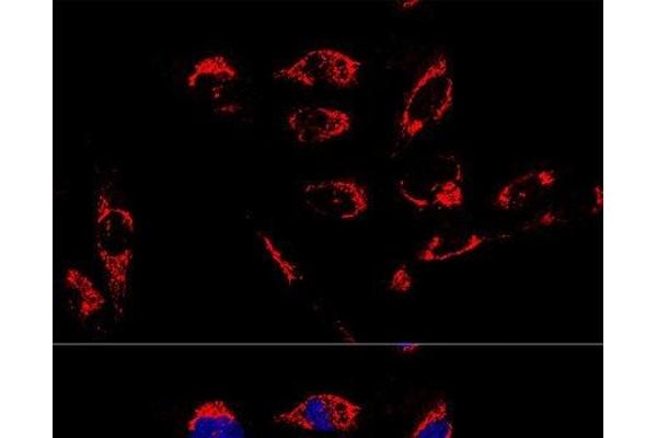 ATP5A1 antibody