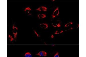 Confocal immunofluorescence analysis of U2OS cells using ATP5A1 Polyclonal Antibody at dilution of 1:100. (ATP5A1 antibody)