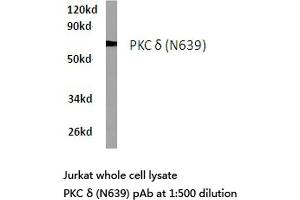 Western blot (WB) analyzes of PKC δ antibody in extracts from Jurkat cells. (PKC delta antibody)
